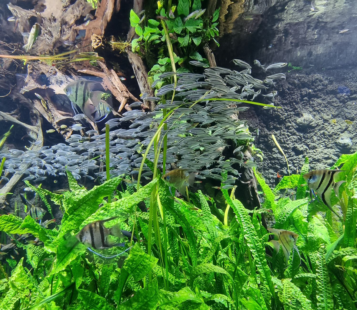 Lepistes (Guppy) Bakımı: Yeni Başlayanlar İçin İdeal Balık