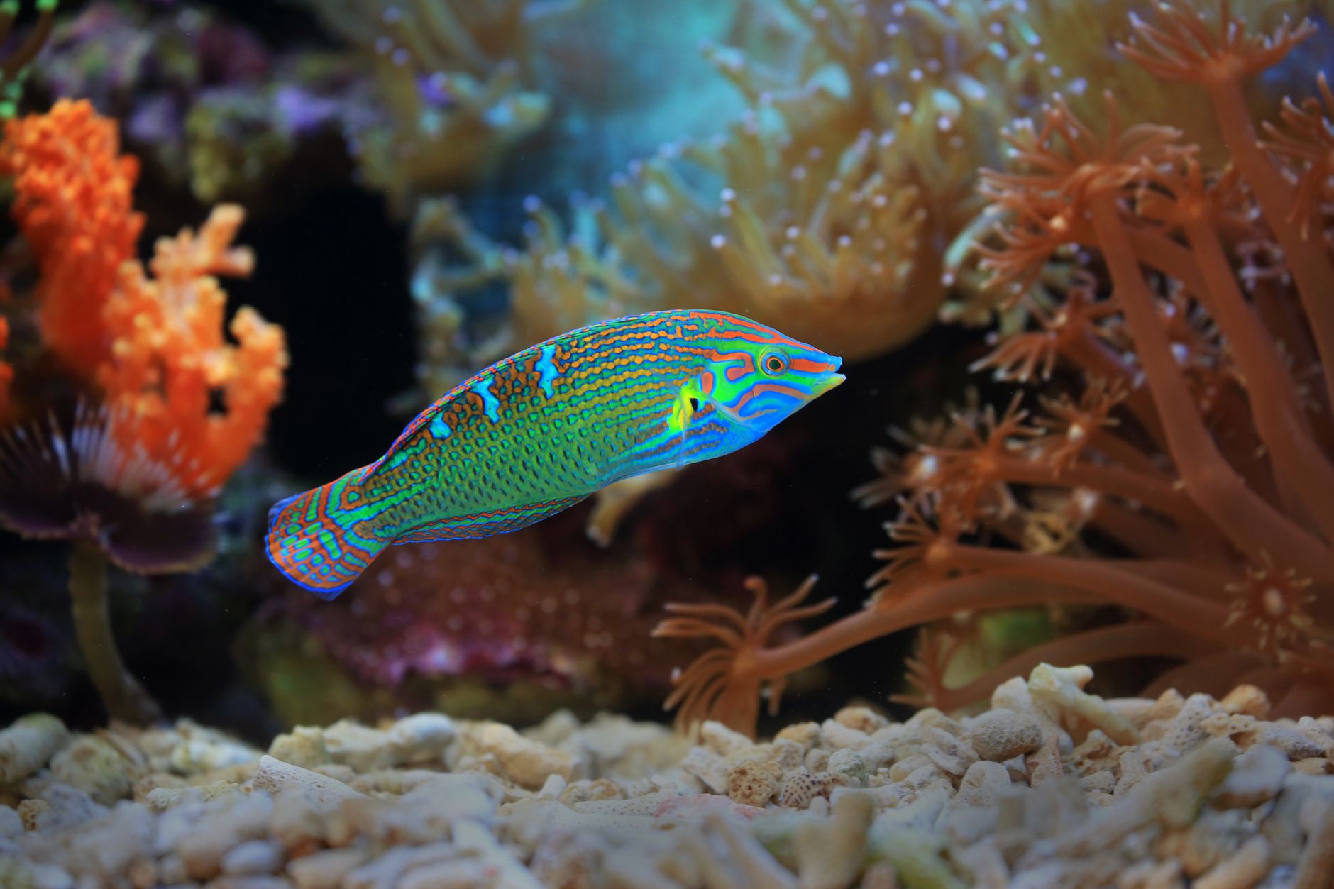 Lepistes (Guppy) Bakımı: Yeni Başlayanlar İçin İdeal Balık