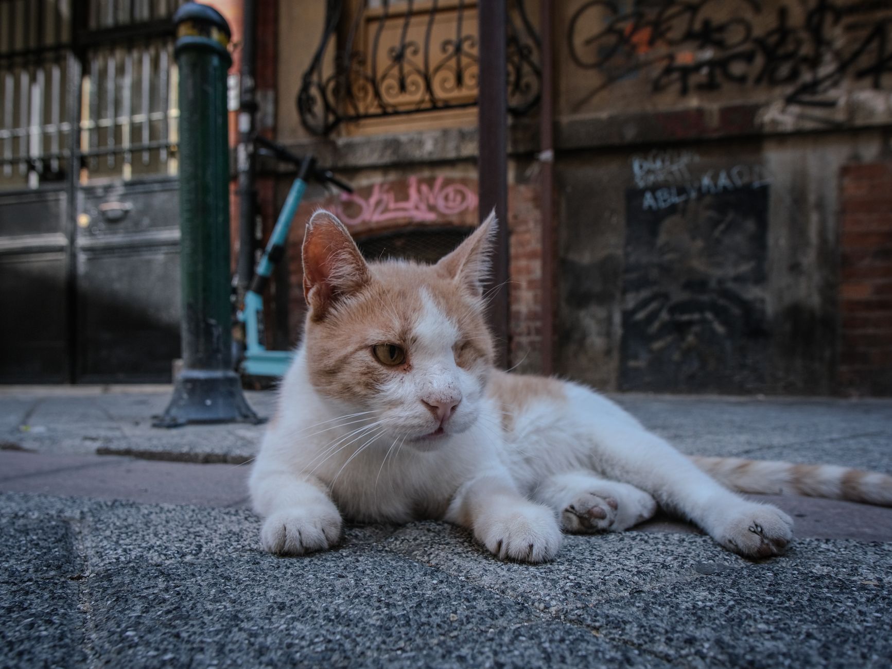 kedi acil veteriner müdahale