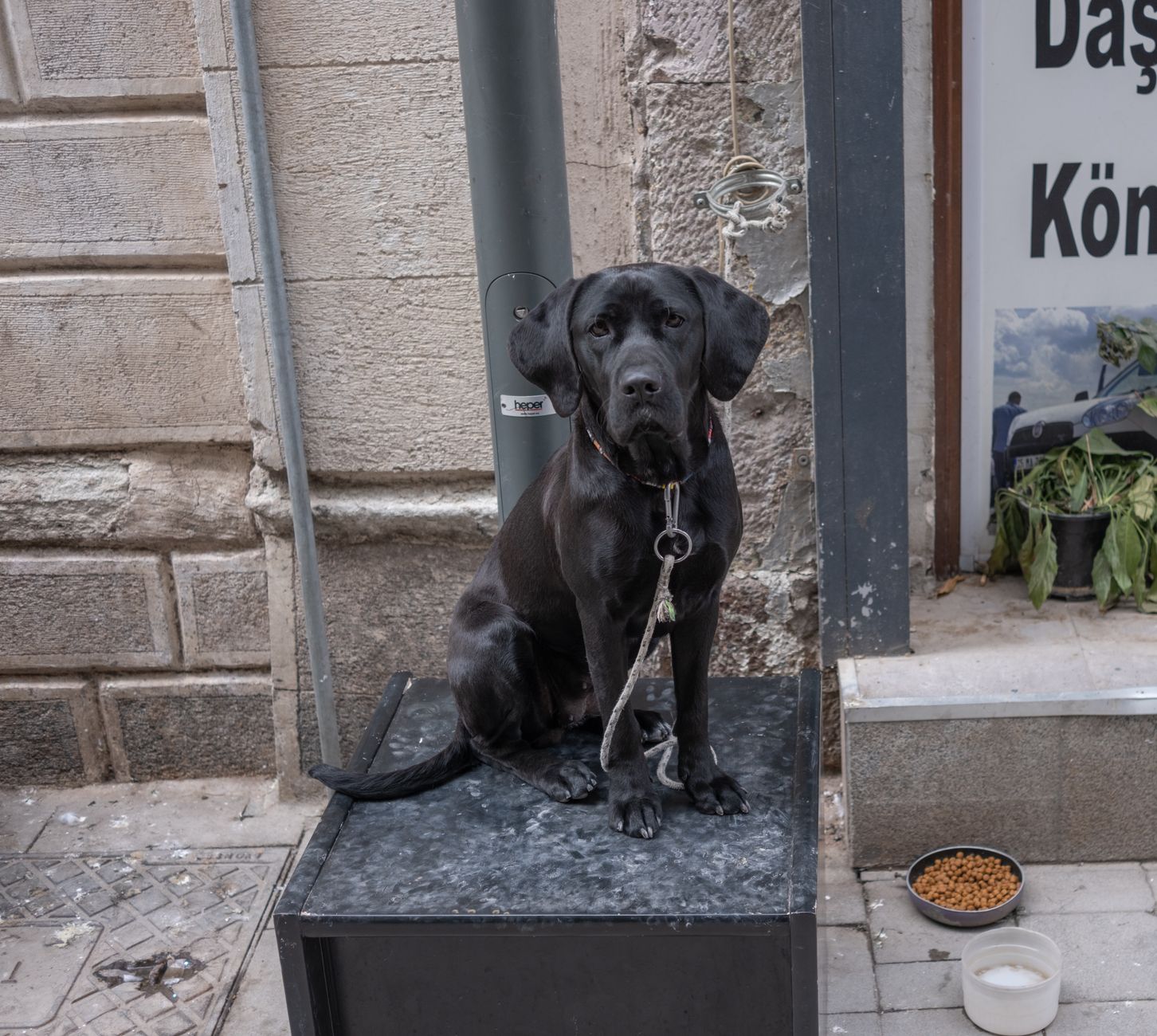 köpek diyet maması ölçme