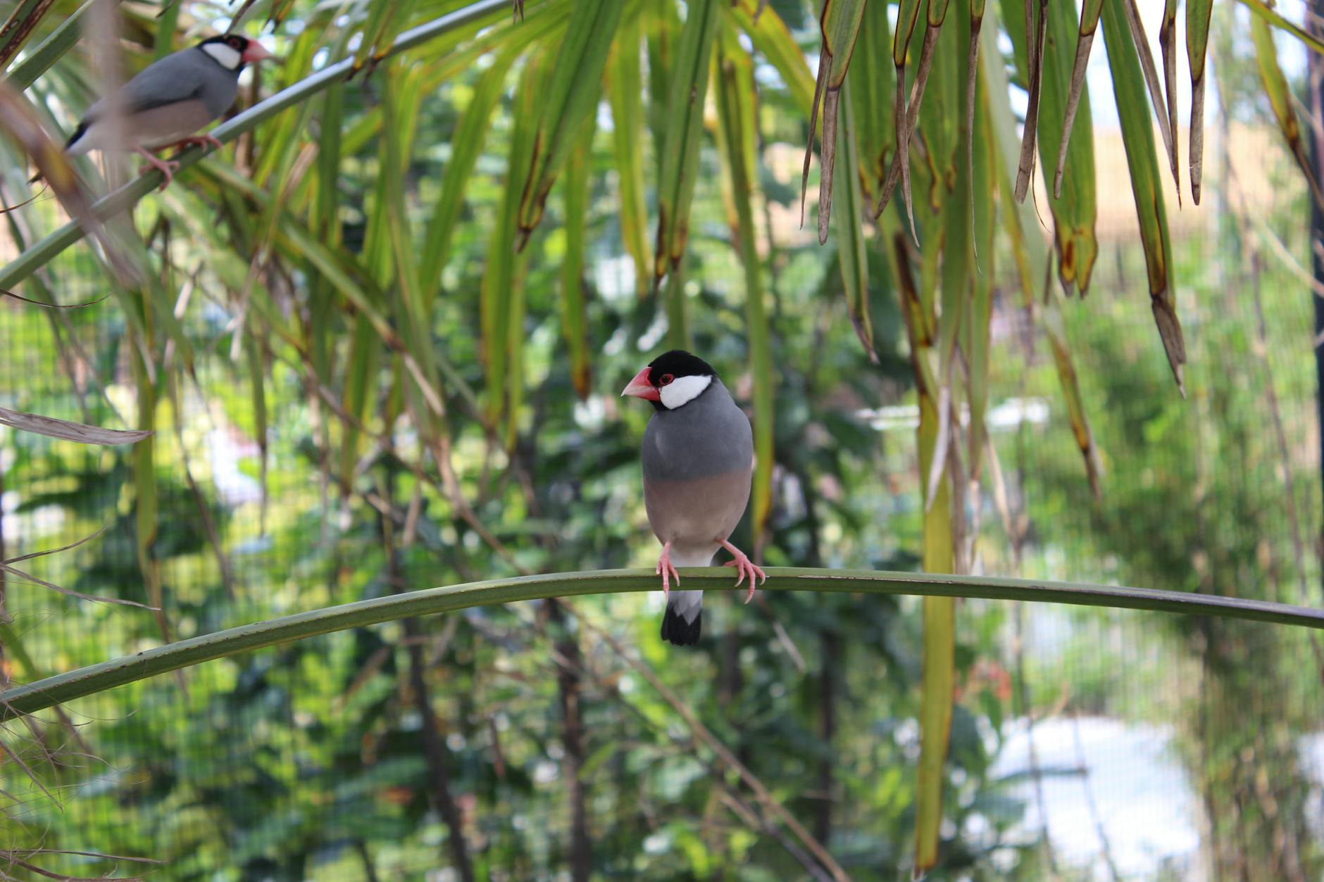 karışık ispinoz aviary