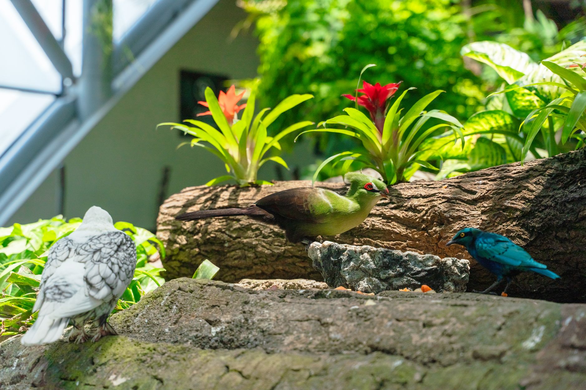 çok kuşlu aviary