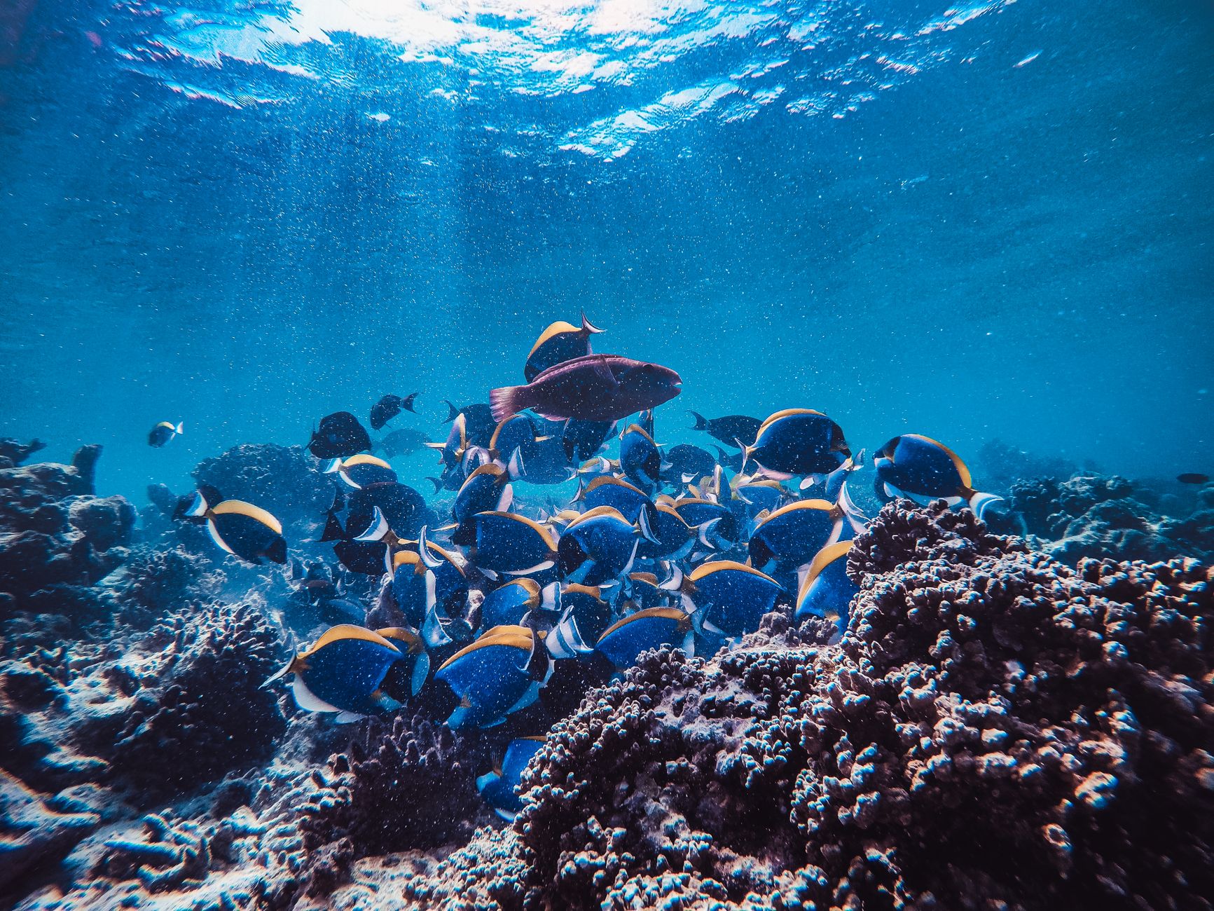 Nano Akvaryum Kurulumu