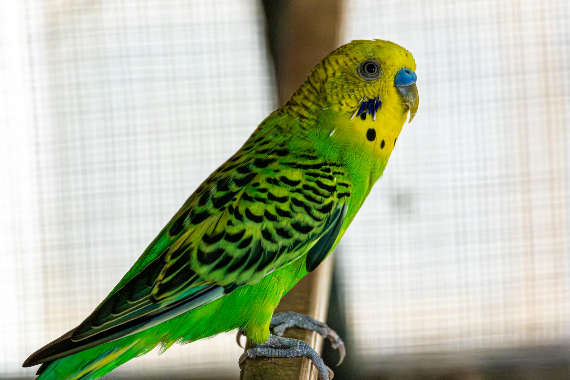 doğal ahşap tünek kafes