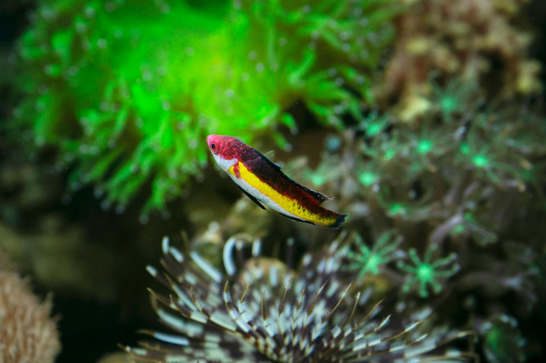 Neocaridina (Kiraz Karidesi) Bakımı