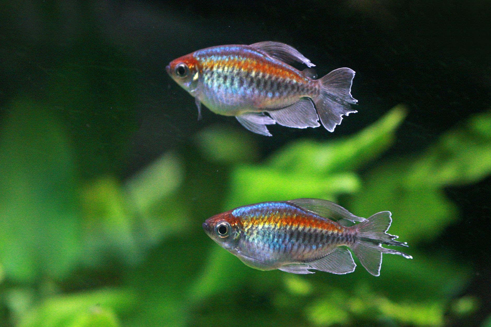 neon tetra sürüsü