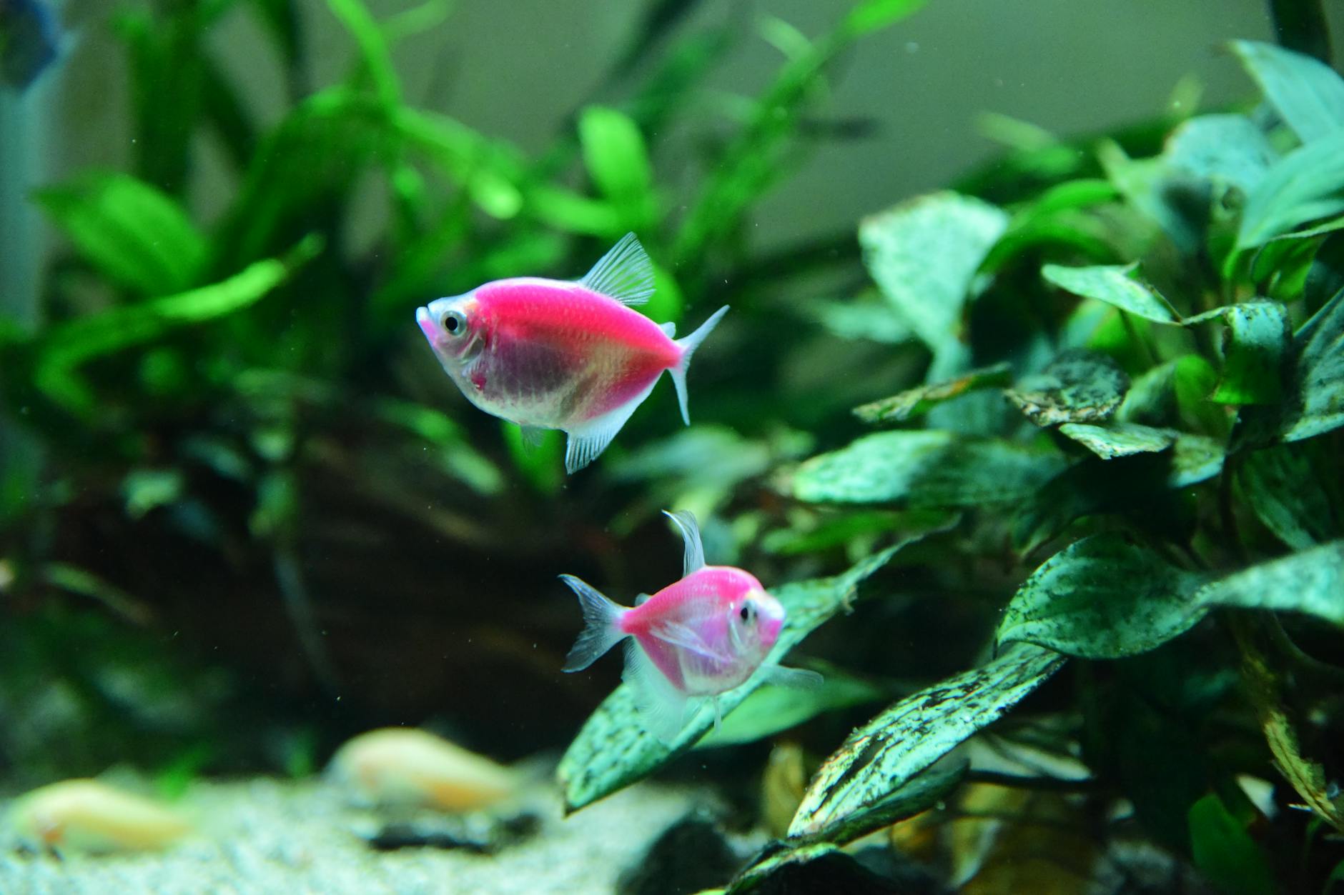neon tetra sürüsü bitkili