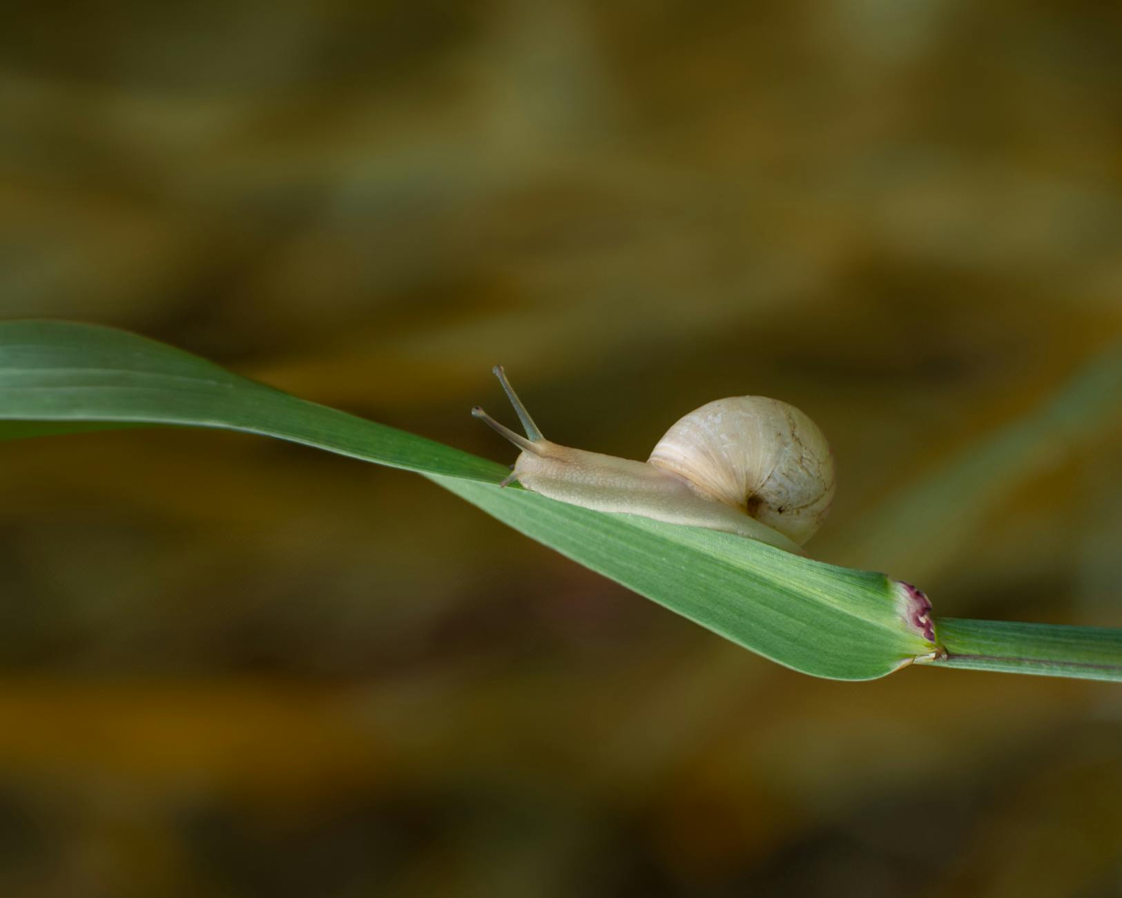nerite salyangozu akvaryum