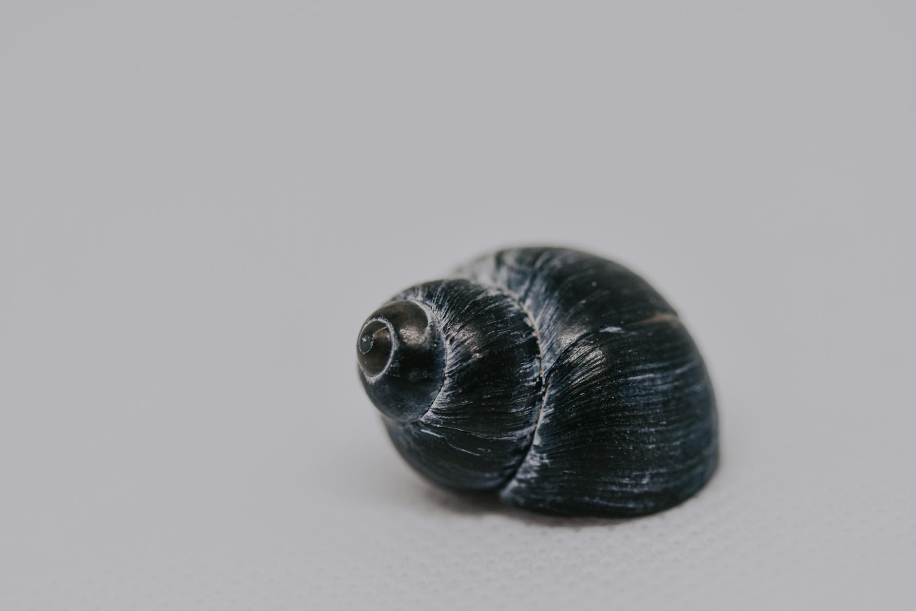 nerite alg yiyor