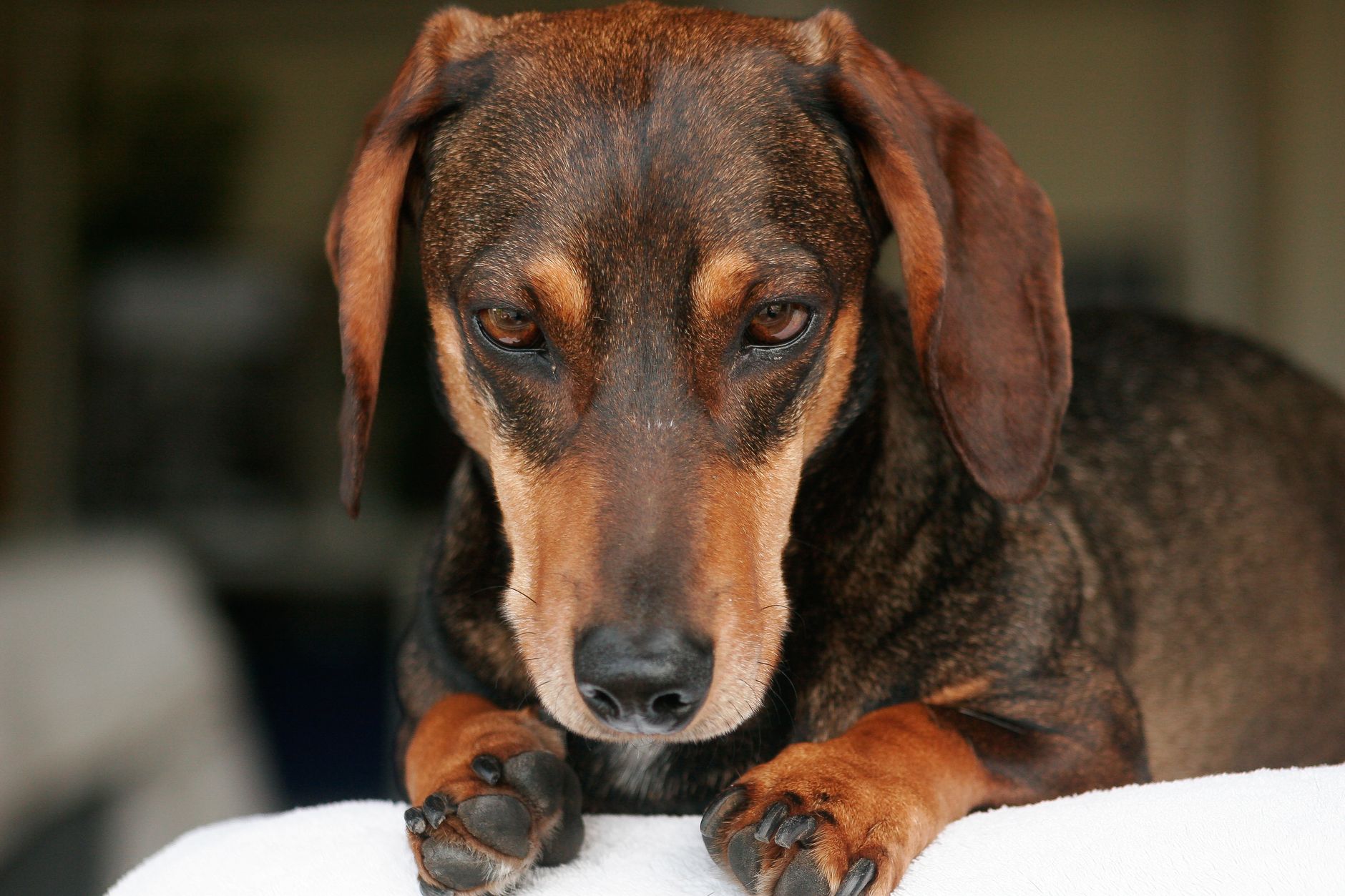tedirgin köpek vücut dili