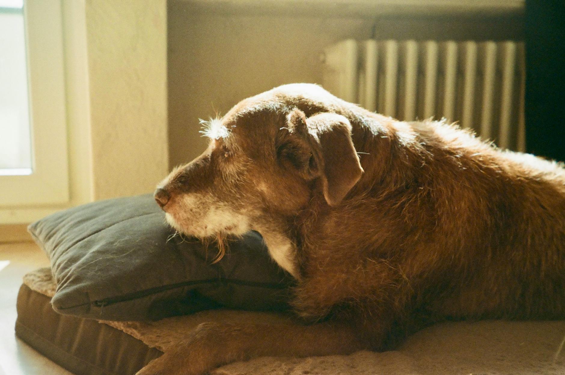 yaşlı köpek dinlenme