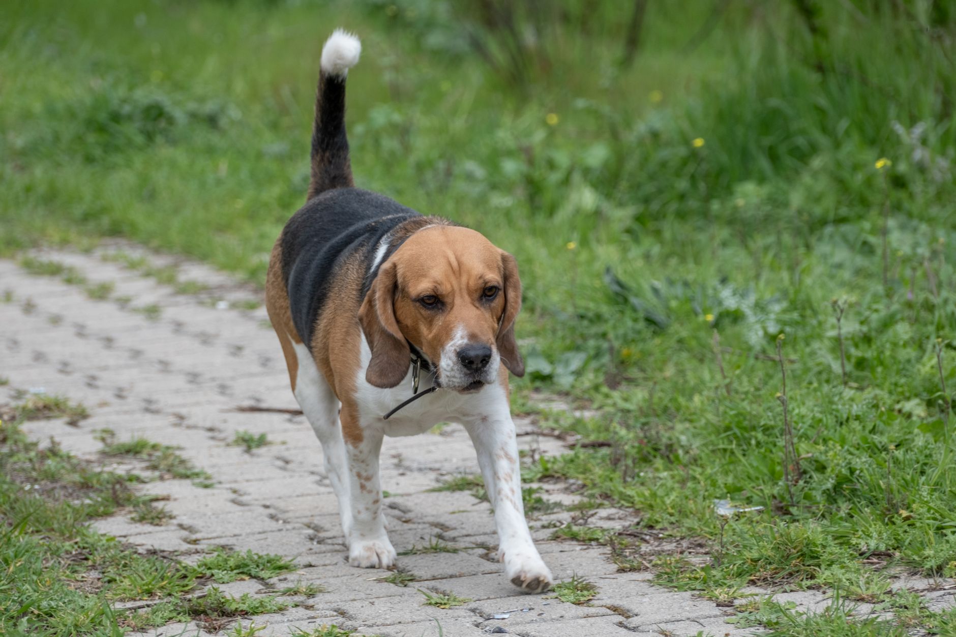 yaşlı köpek yürüyor eklem