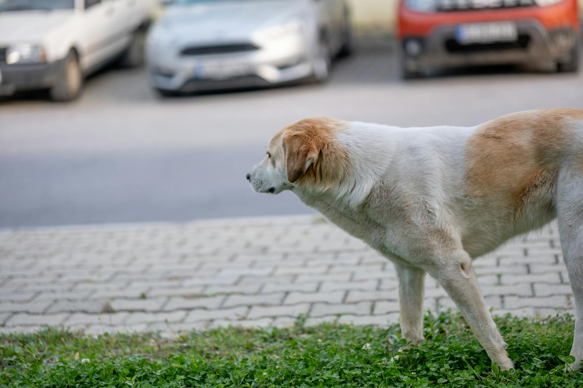 yaşlı köpek yürüyüşte