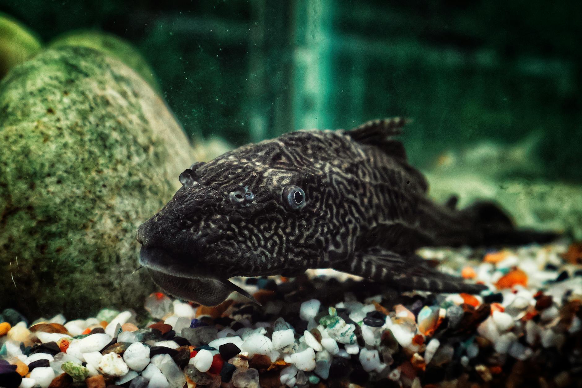 otocinclus alg temizliyor
