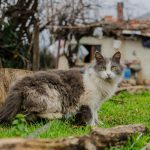 Kedi Isırığı Apsesi ve Kanama: Kavga Sonrası Yara Yönetimi