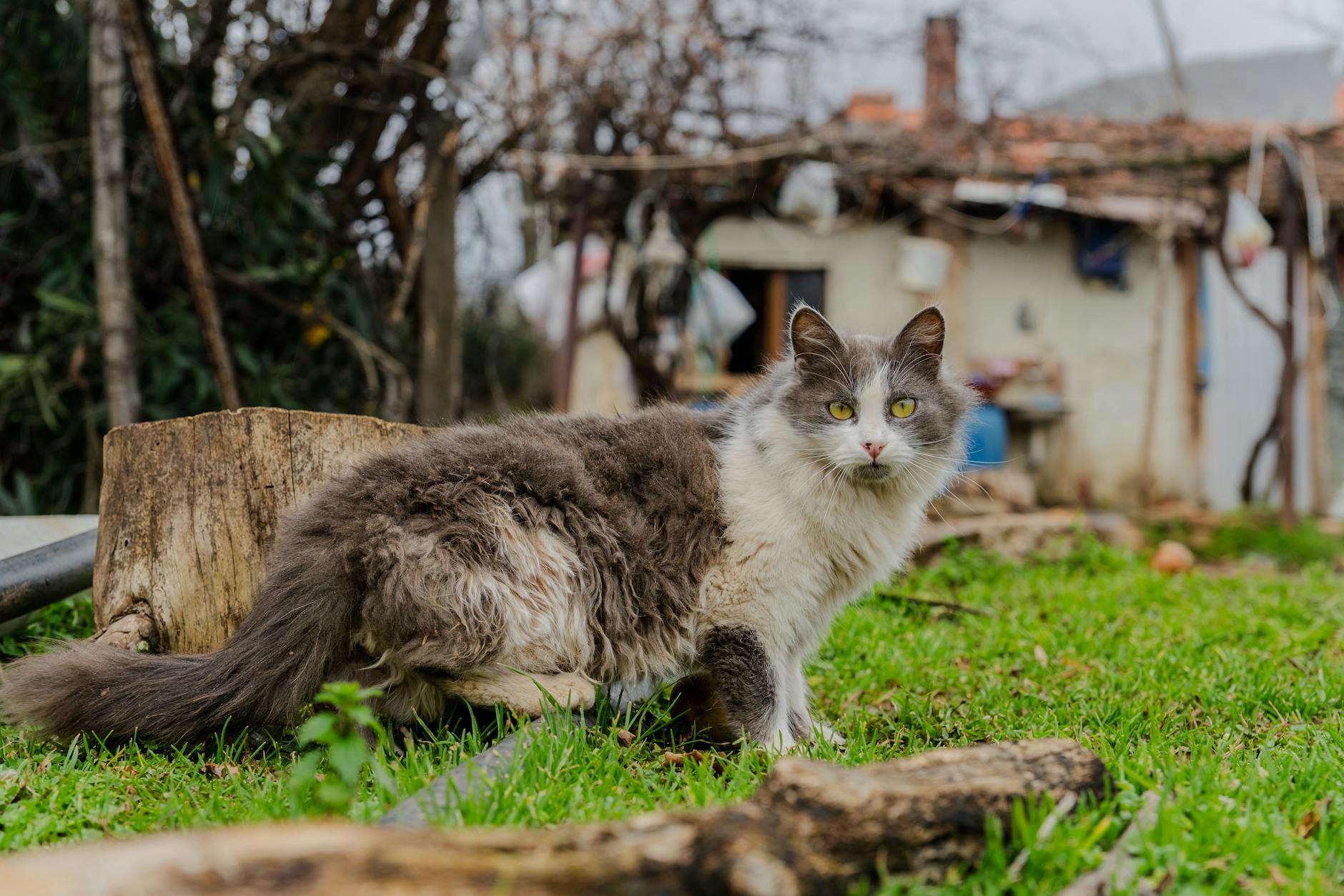 dışarıda yaralı kedi