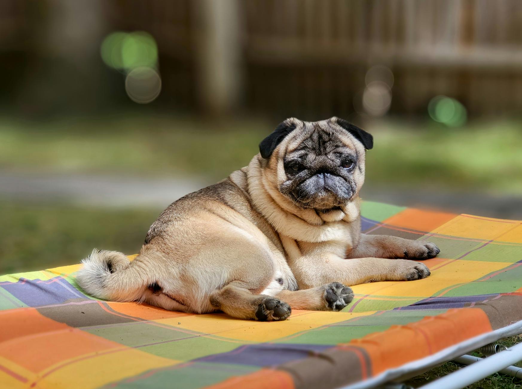 serinleyen köpek