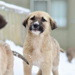 Köpek Gençlik Hastalığı (Distemper): Belirti ve Önleme
