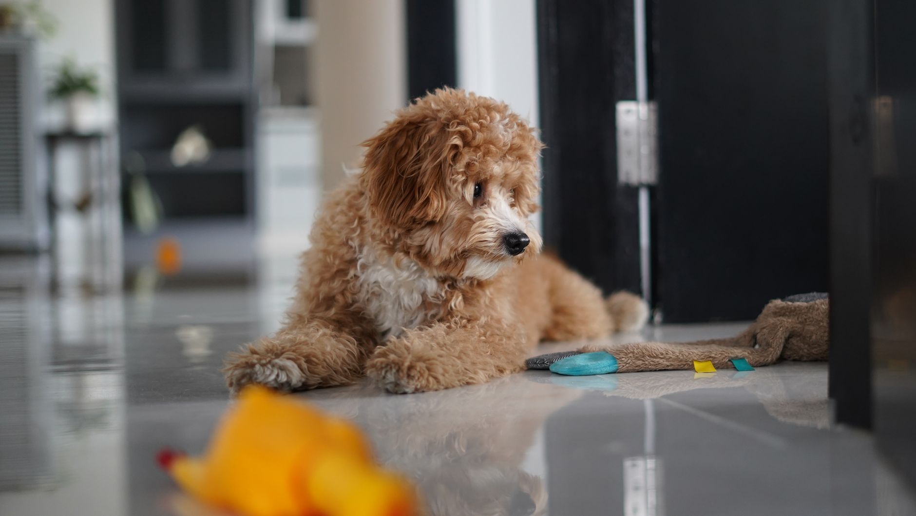 çiğneyen yavru köpek
