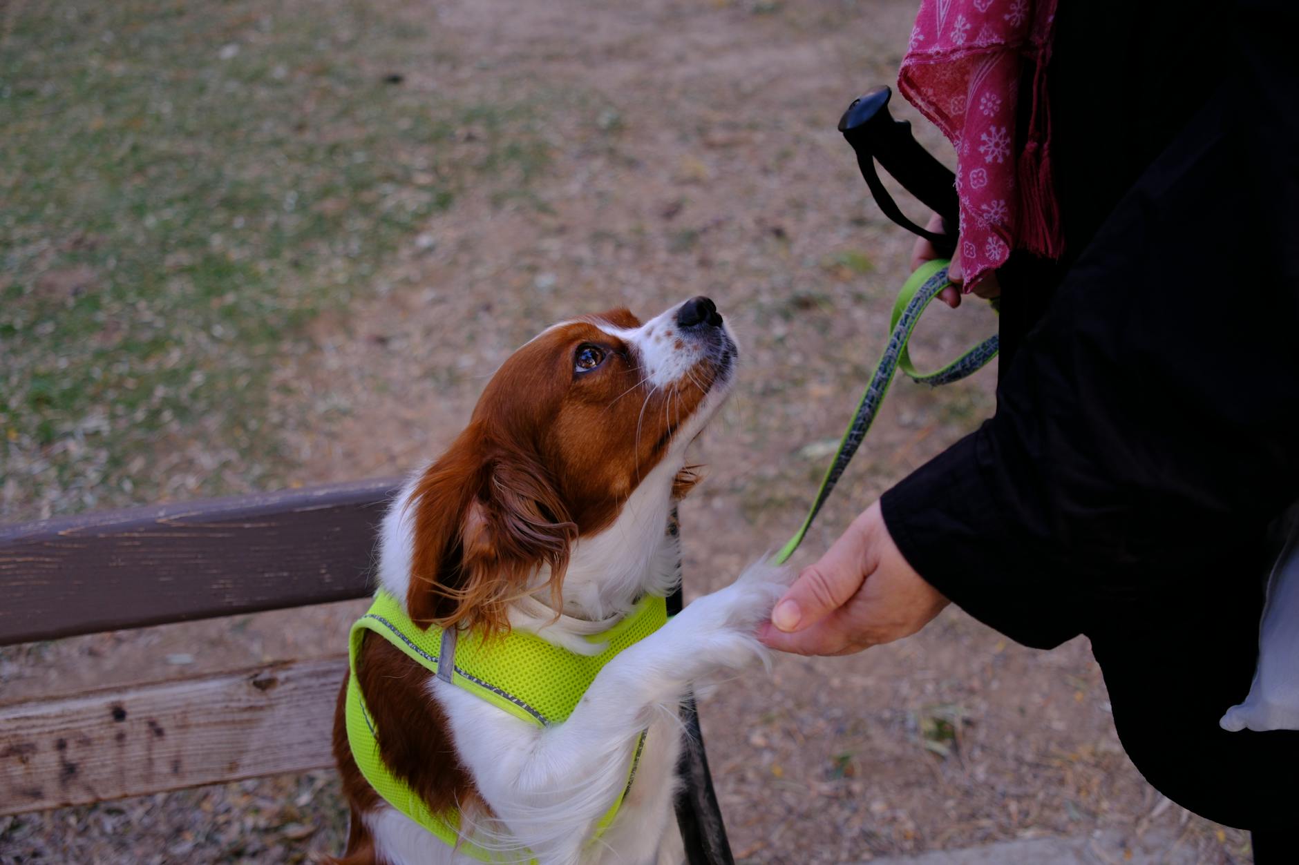 köpekten kene çıkarma penset