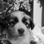 Köpekte Parvovirüs: Yavruda Belirti ve Acil Tedavi