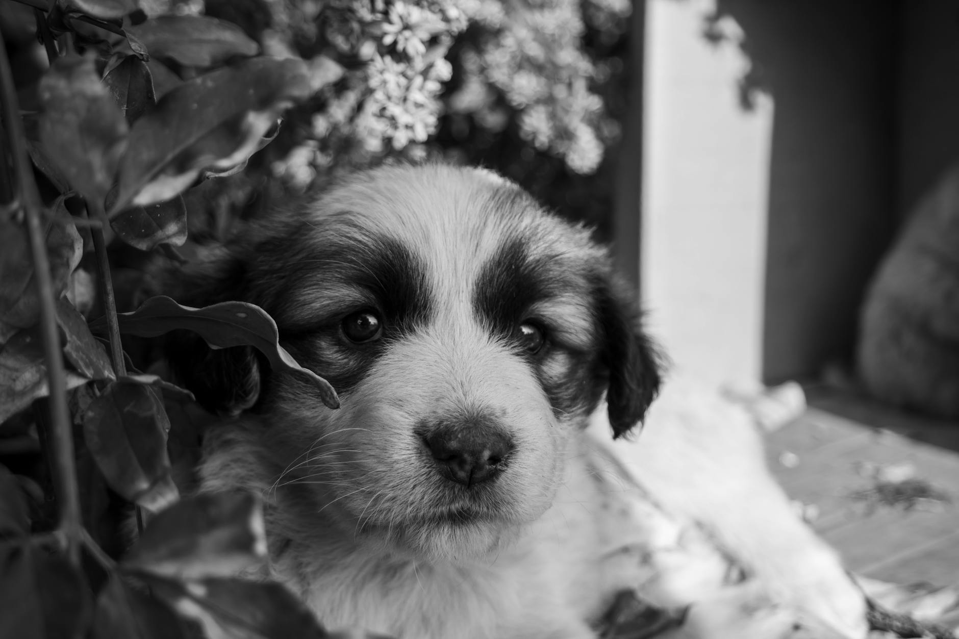 hasta yavru köpek yatıyor