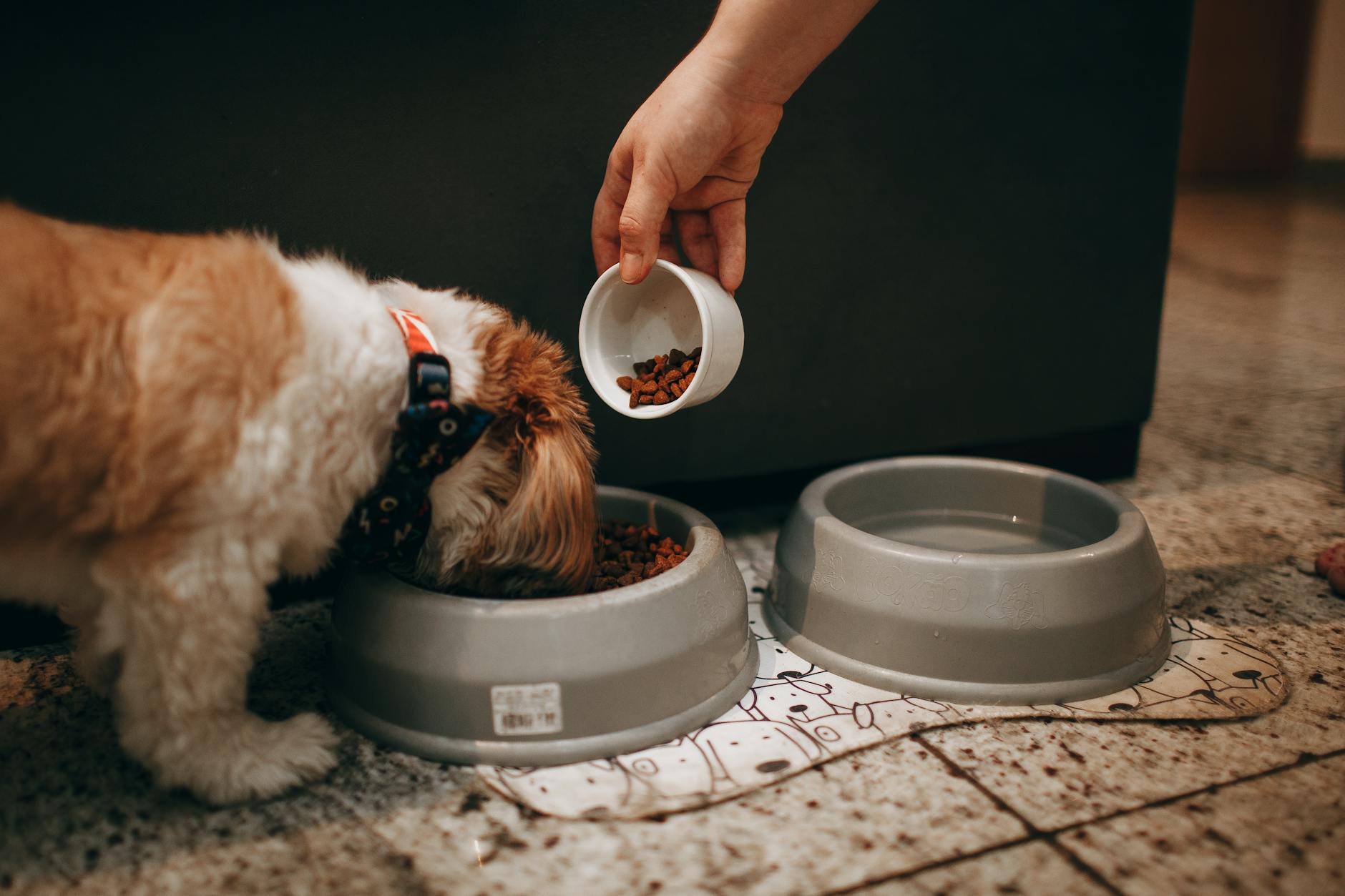yaşlı köpek maması