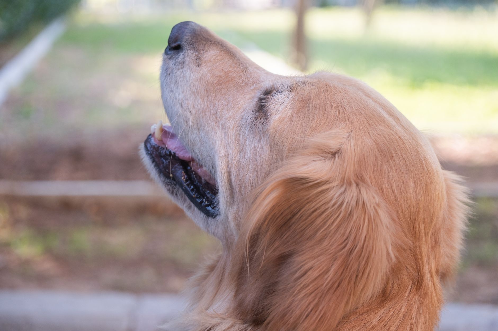 yaşlanan köpek portresi