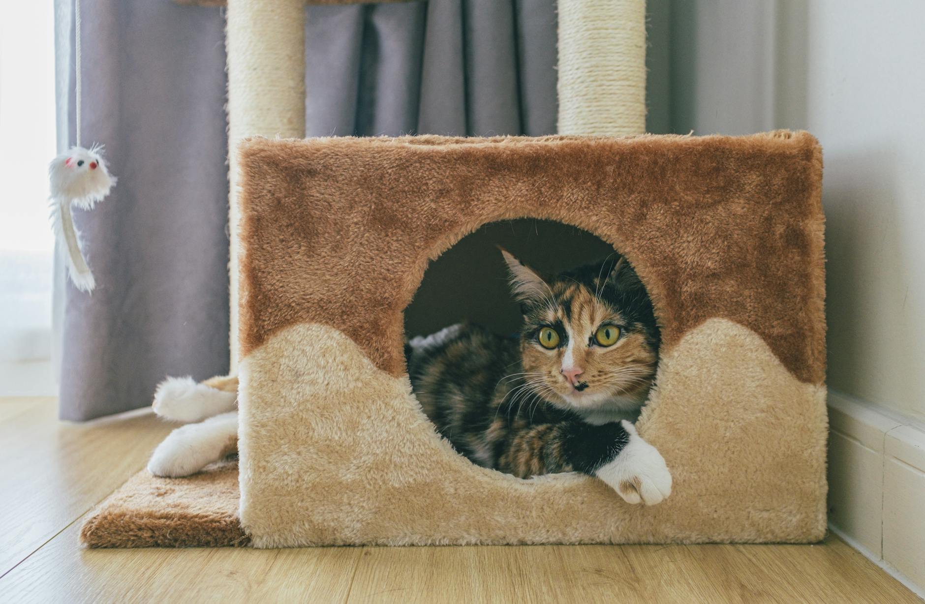 Senior Kedi Bakımı (7+ Yaş): Beslenme, Sağlık Takibi, Bilişsel Disfonksiyon