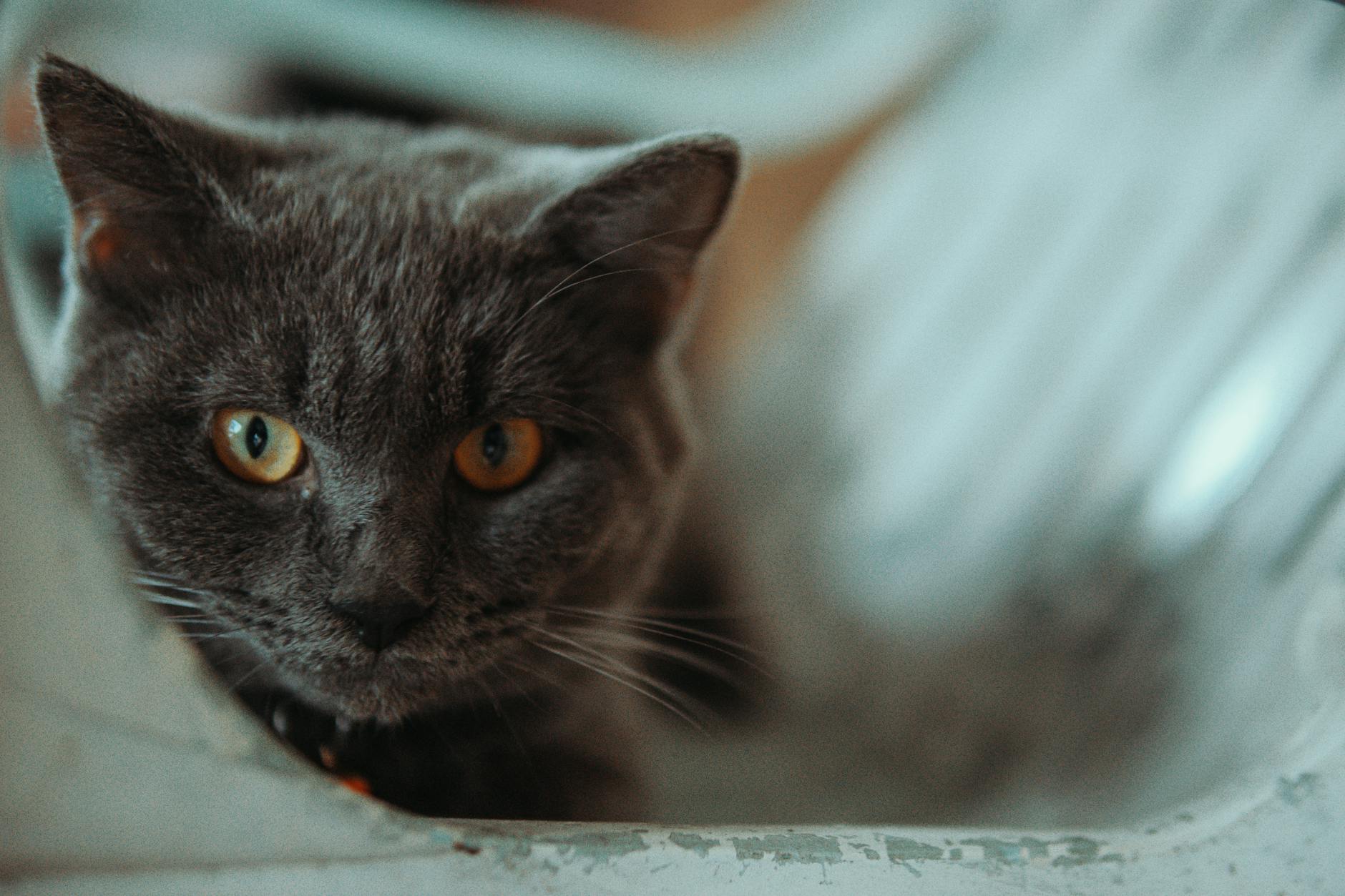 Senior Kedi Bakımı (7+ Yaş): Beslenme, Sağlık Takibi, Bilişsel Disfonksiyon