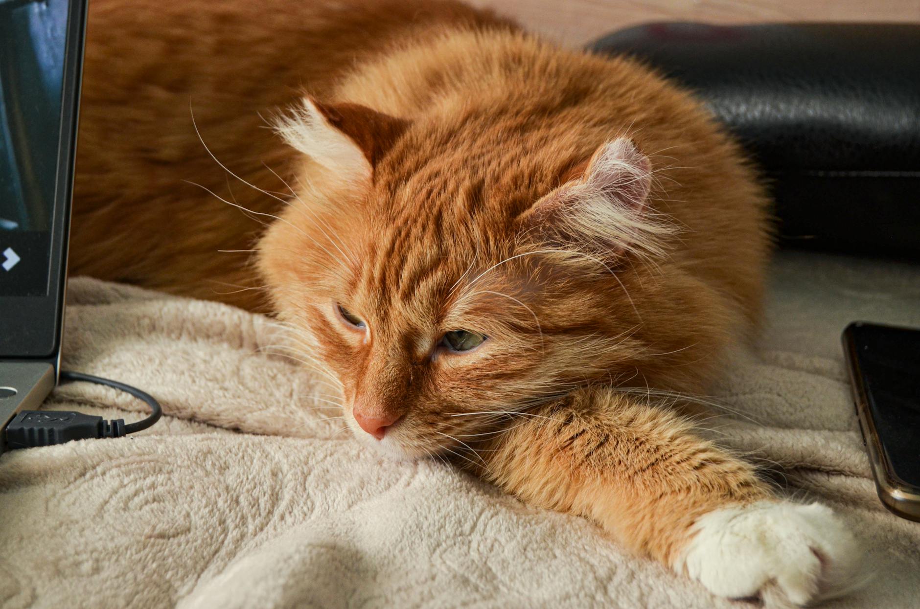 Senior Kedi Bakımı (7+ Yaş): Beslenme, Sağlık Takibi, Bilişsel Disfonksiyon