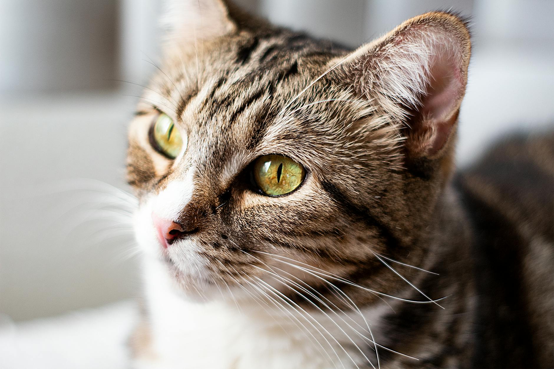 Senior Kedi Bakımı (7+ Yaş): Beslenme, Sağlık Takibi, Bilişsel Disfonksiyon