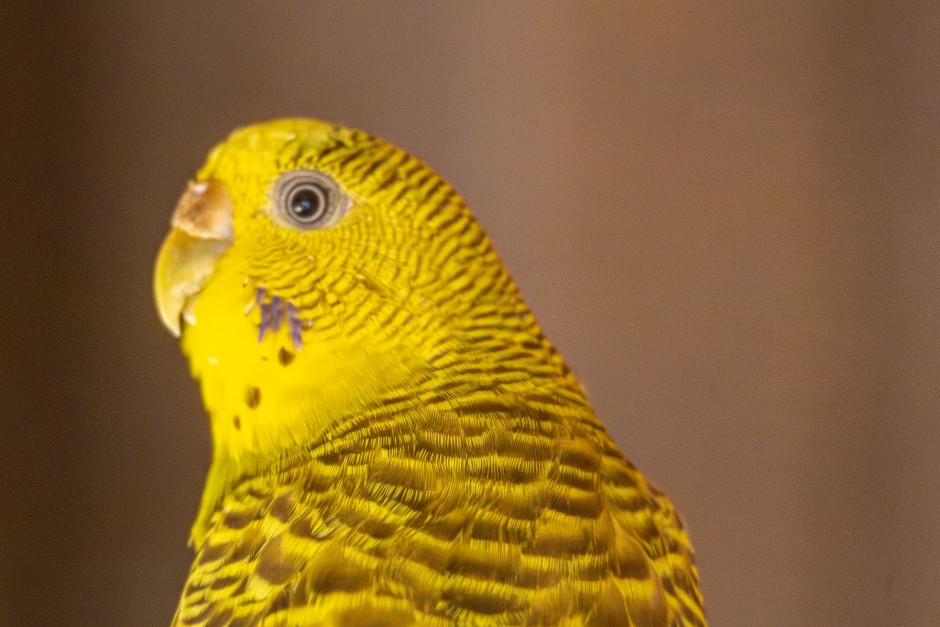 Sevda Papağanı (Lovebird) Bakımı
