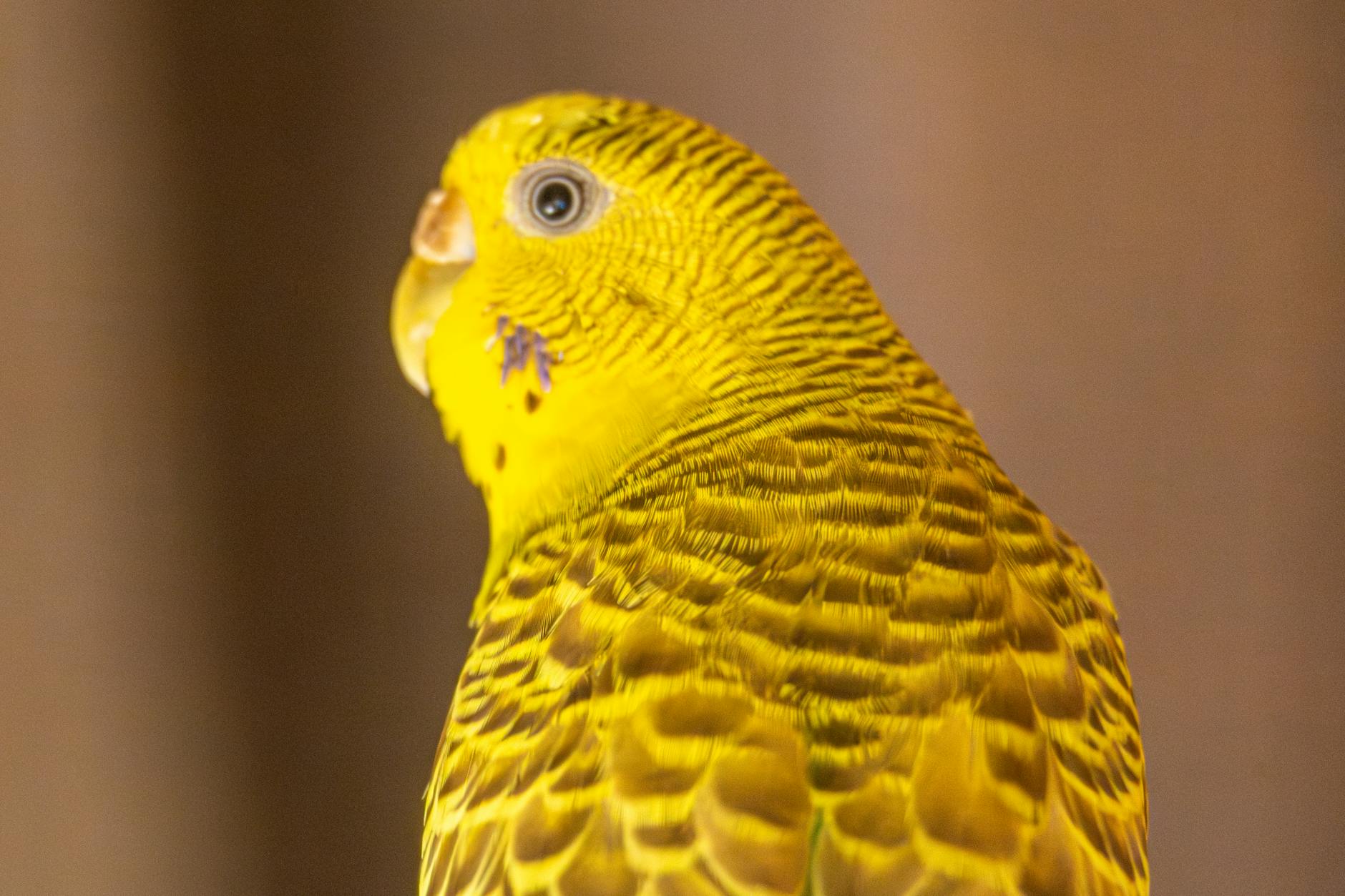 Sevda Papağanı (Lovebird) Bakımı