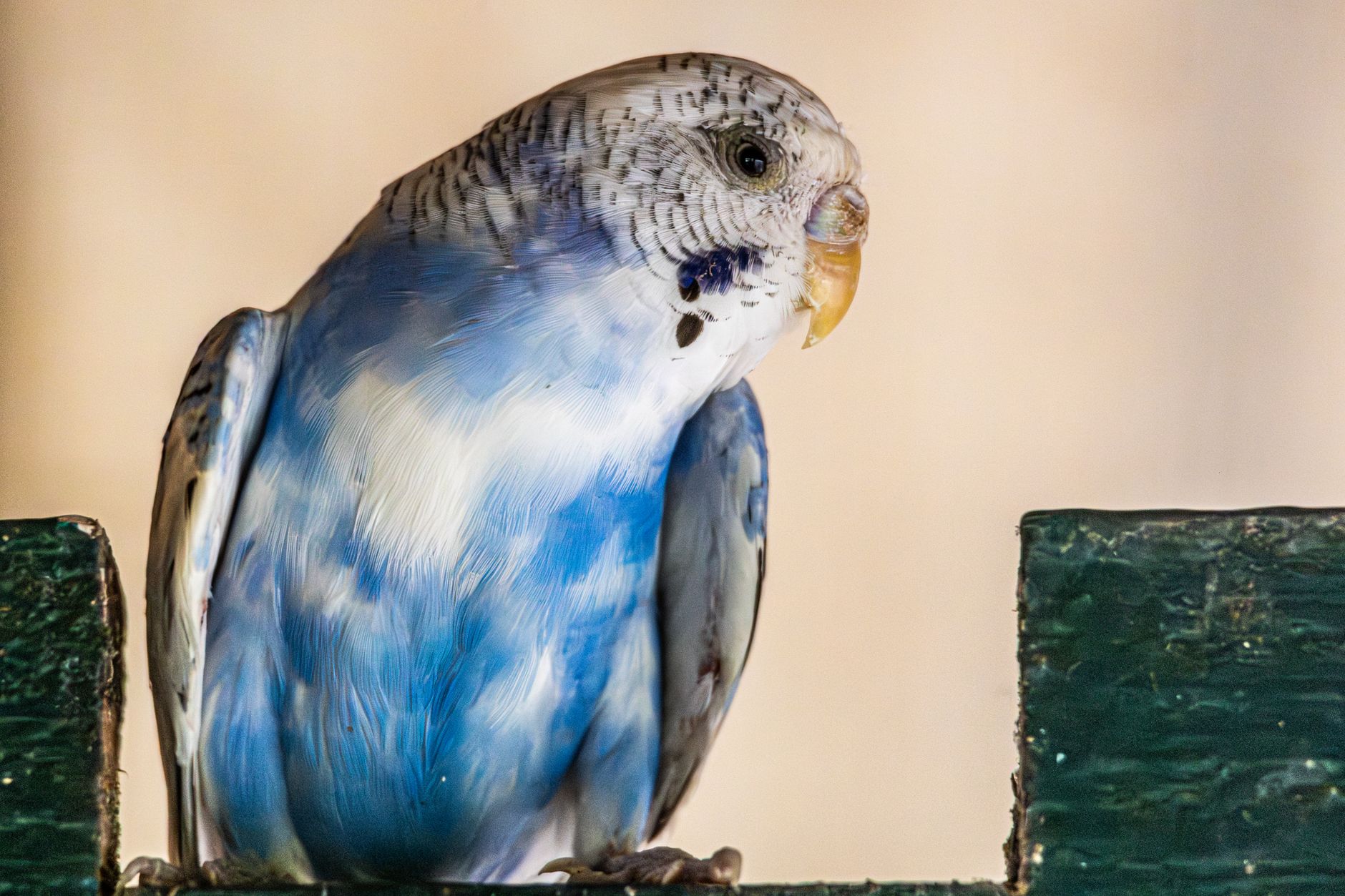 Sevda Papağanı (Lovebird) Bakımı