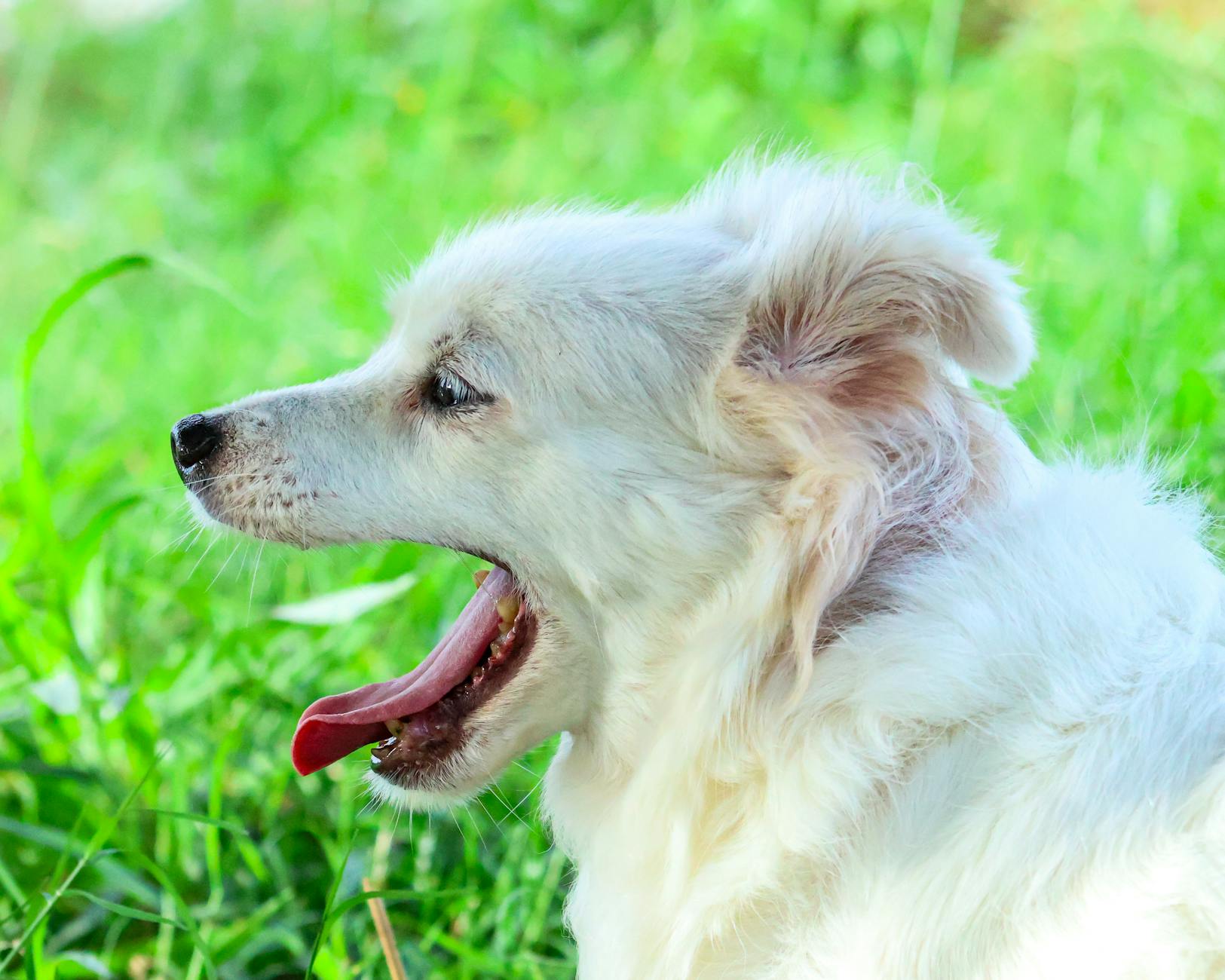 hasta köpek öksürük