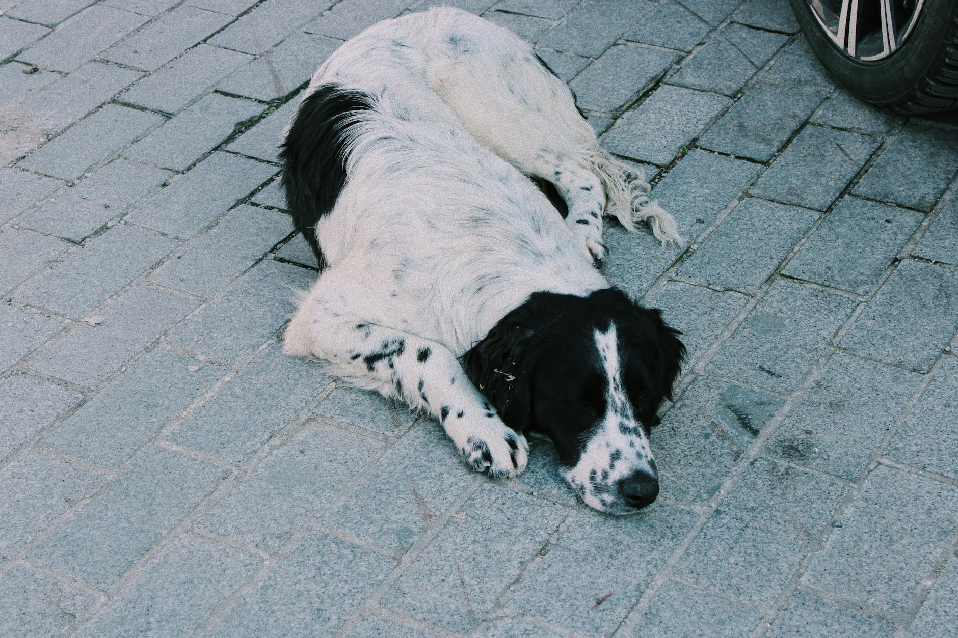 nöbet geçiren köpek