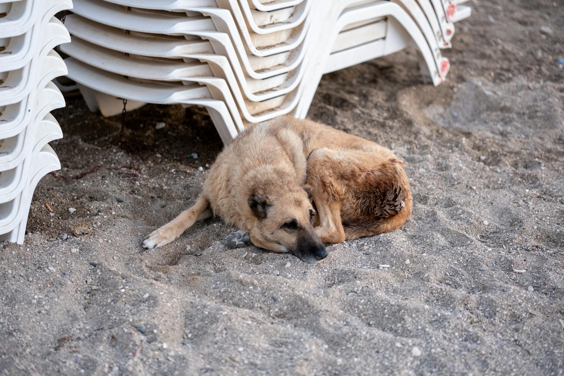 hasta köpek veteriner muayene