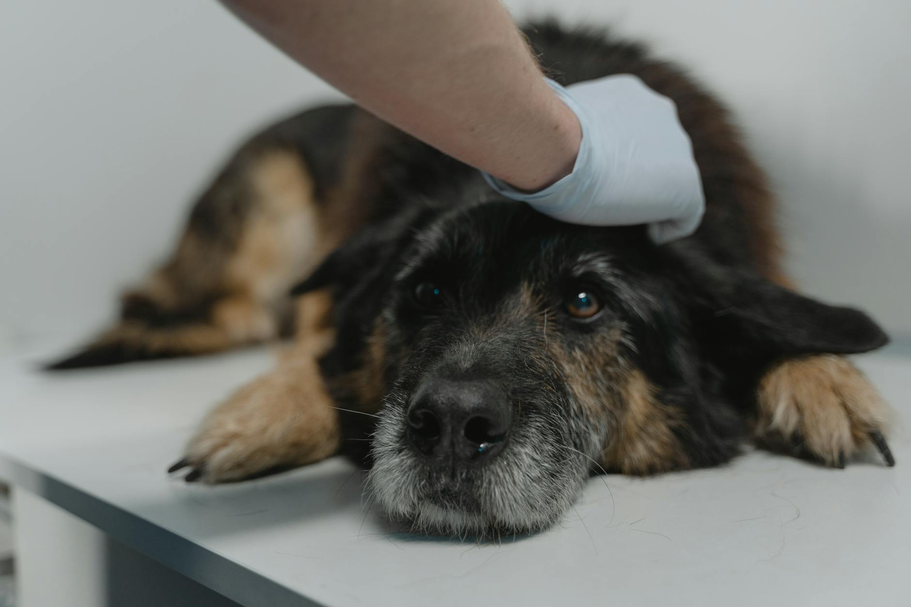 köpek bulaşıcı hastalık veteriner muayene