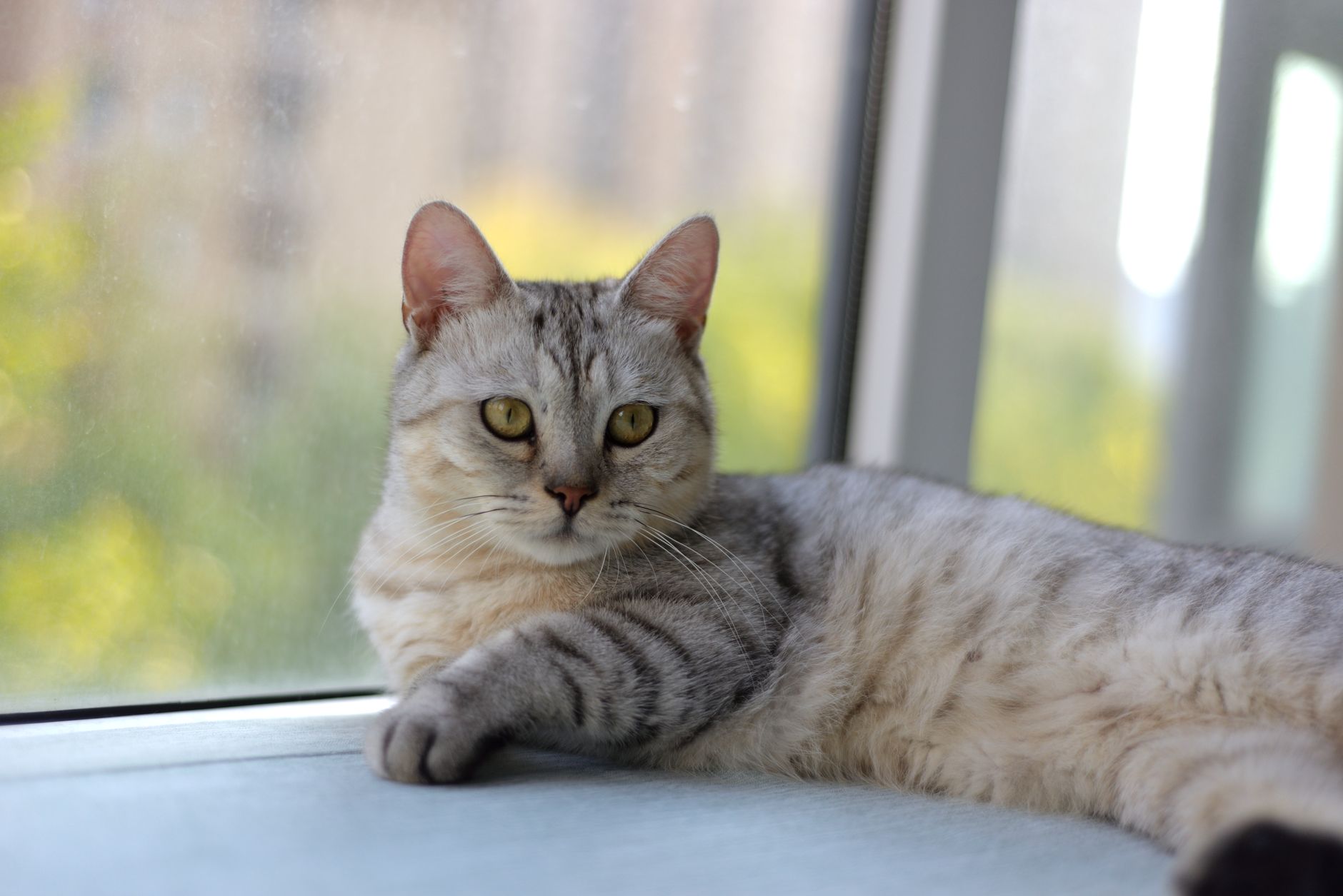 Sterilizasyon Sonrası Kedi Beslenmesi: Hormon ve Kalori