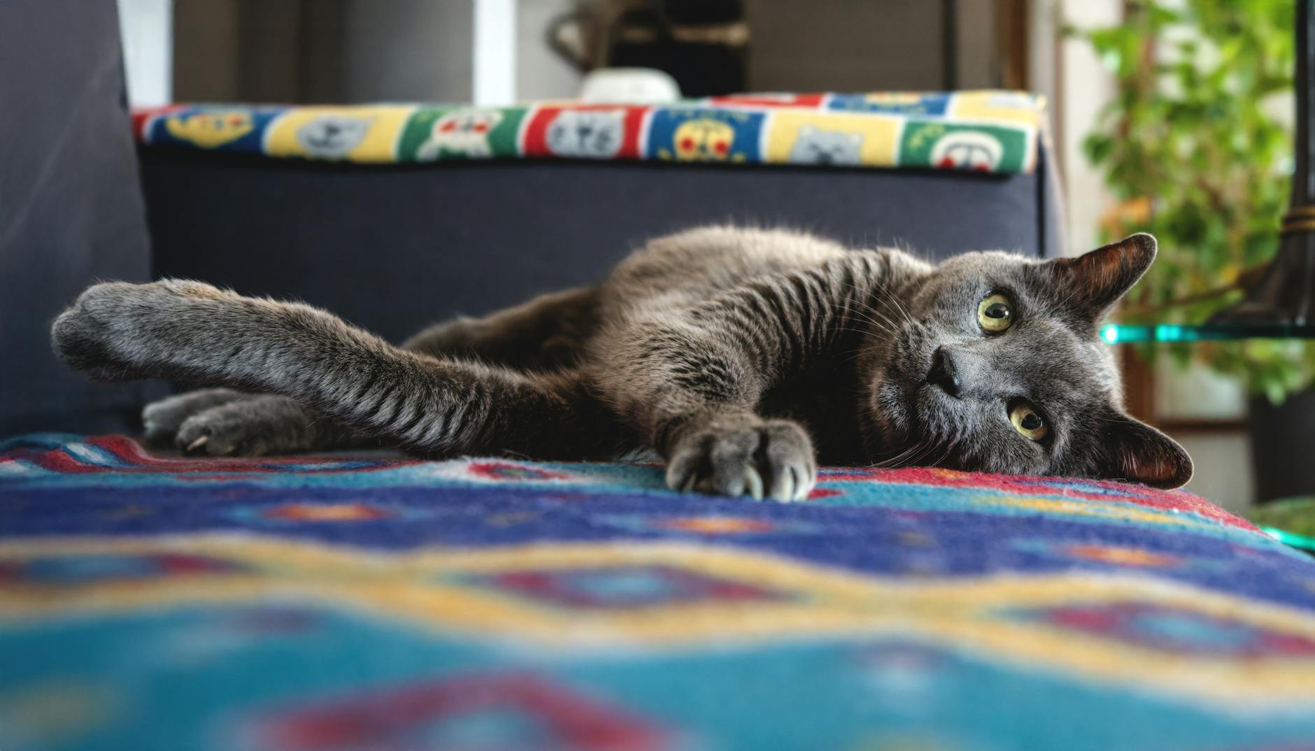 Sterilizasyon Sonrası Kedi Beslenmesi: Hormon ve Kalori