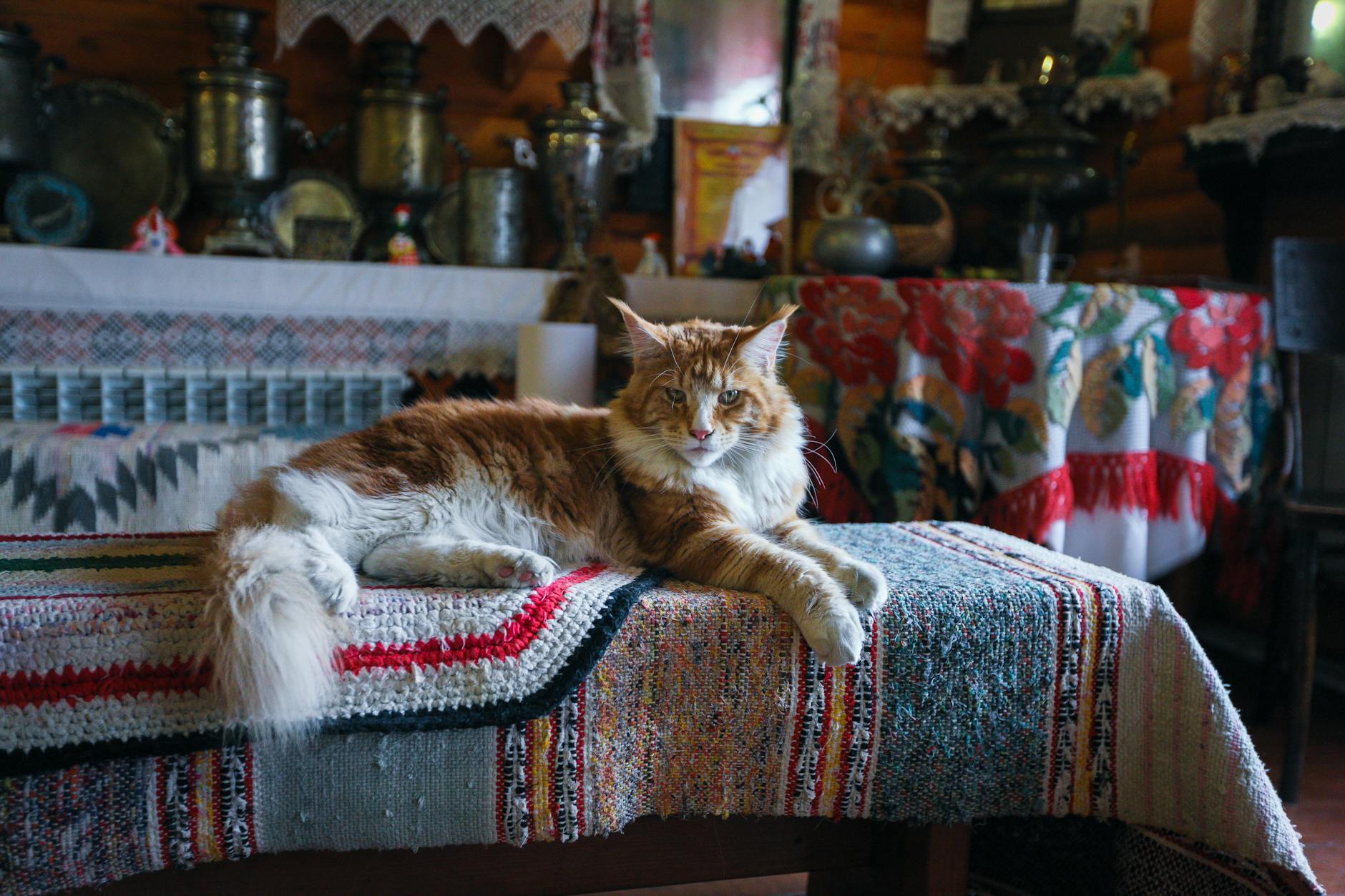 Sterilizasyon Sonrası Kedi Beslenmesi: Hormon ve Kalori