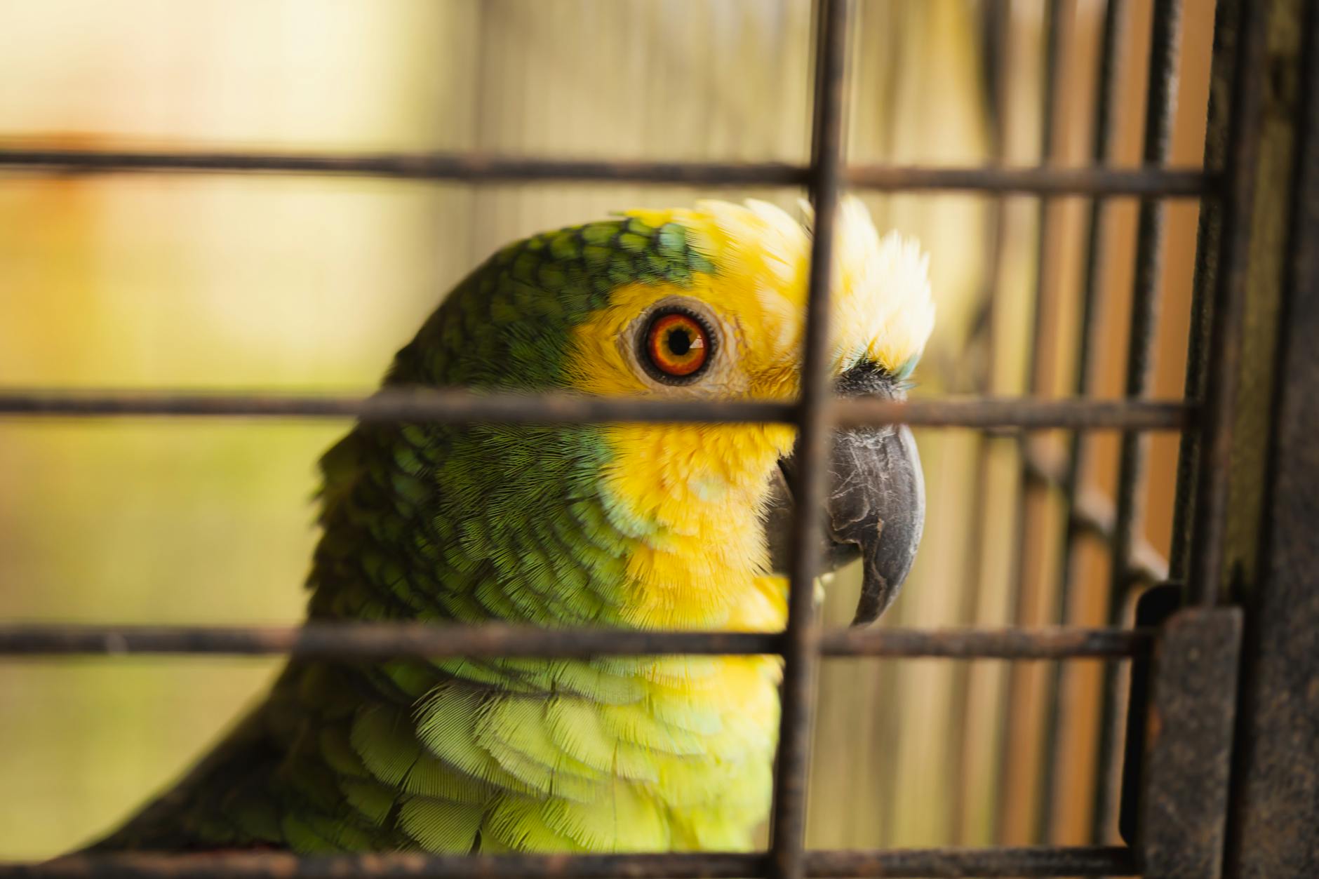 Sultan Papağanı (Cockatiel) Bakımı: Beslenme, Eğitim, Sağlık