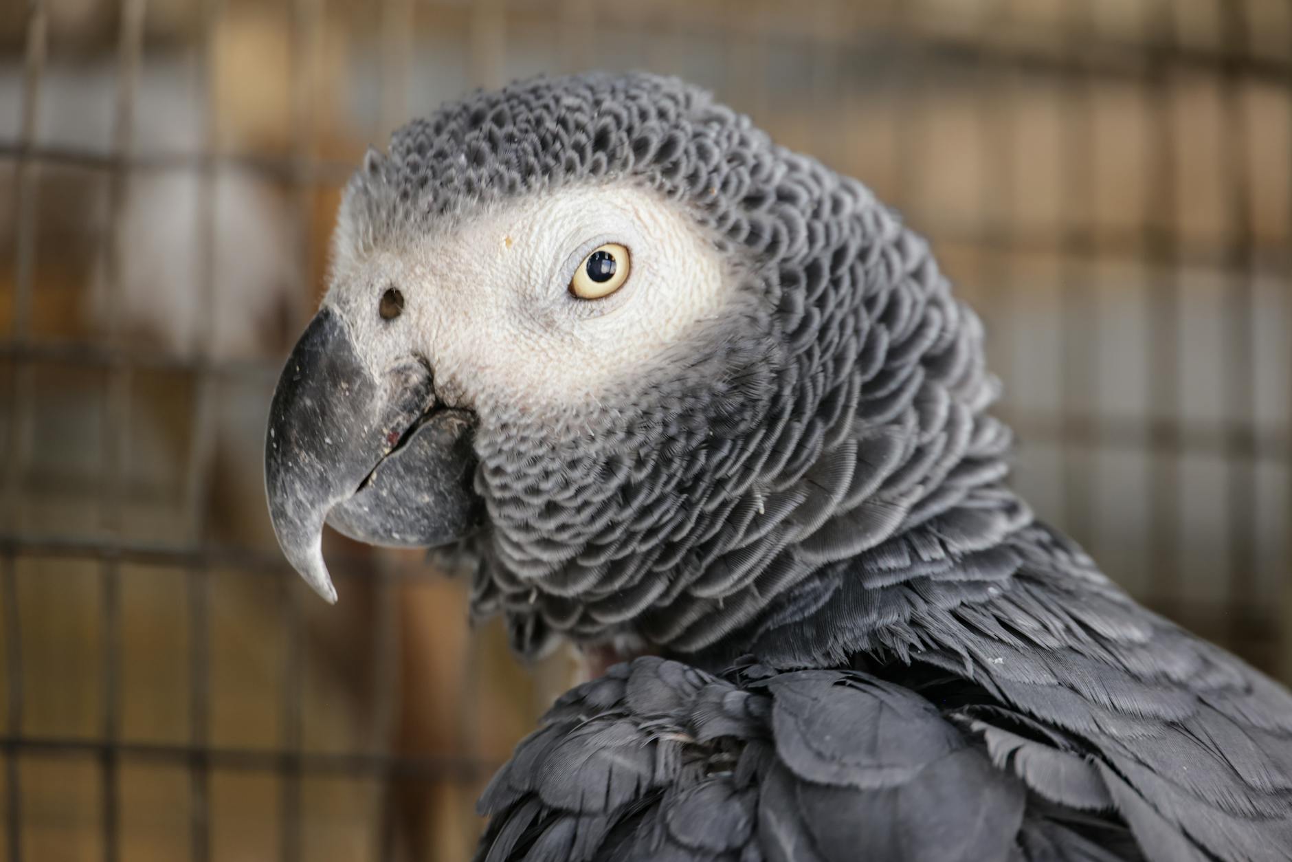 Sultan Papağanı (Cockatiel) Bakımı: Beslenme, Eğitim, Sağlık