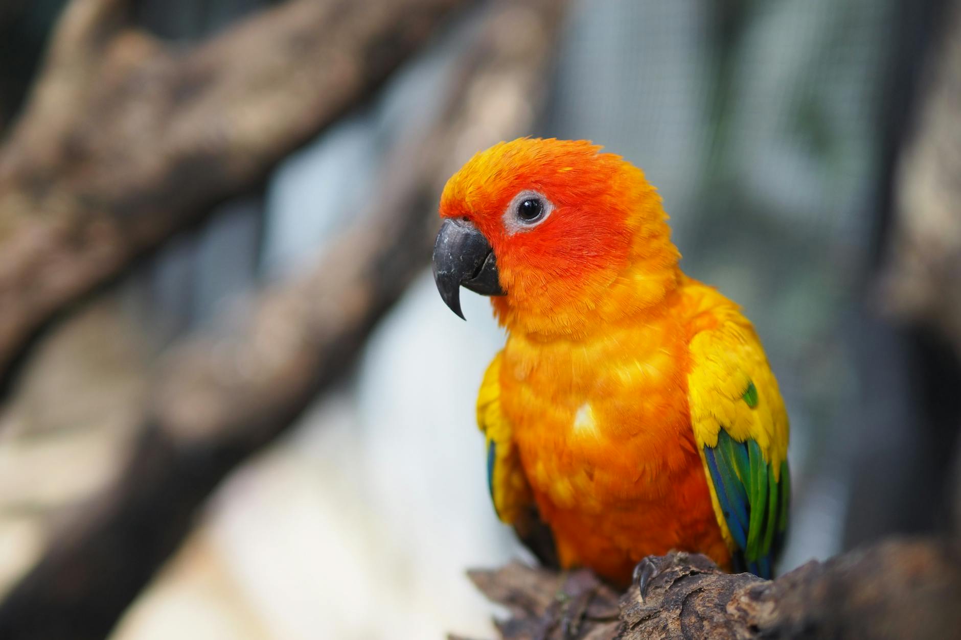 conure papağanı renkli
