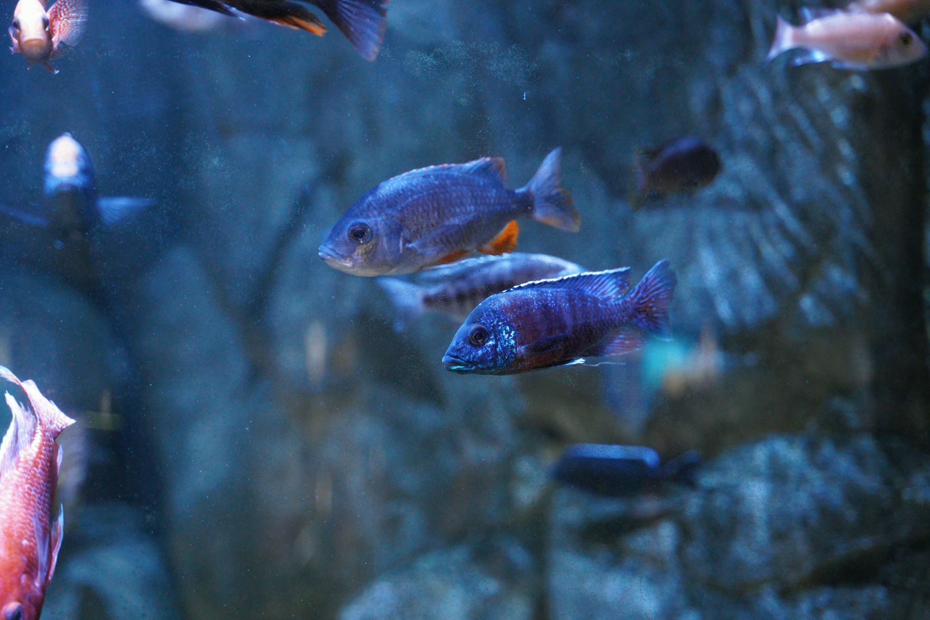 Sürü Balıkları: Tetra, Rasbora ve Danio