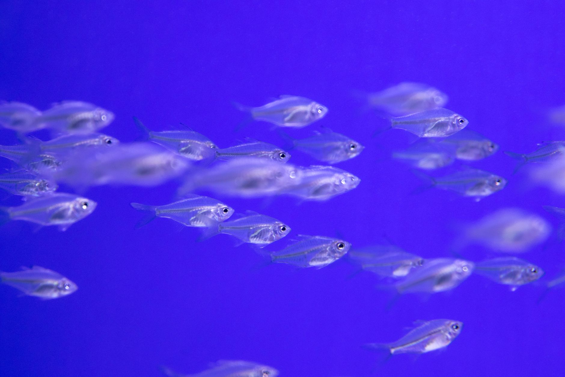 Sürü Balıkları: Tetra, Rasbora ve Danio