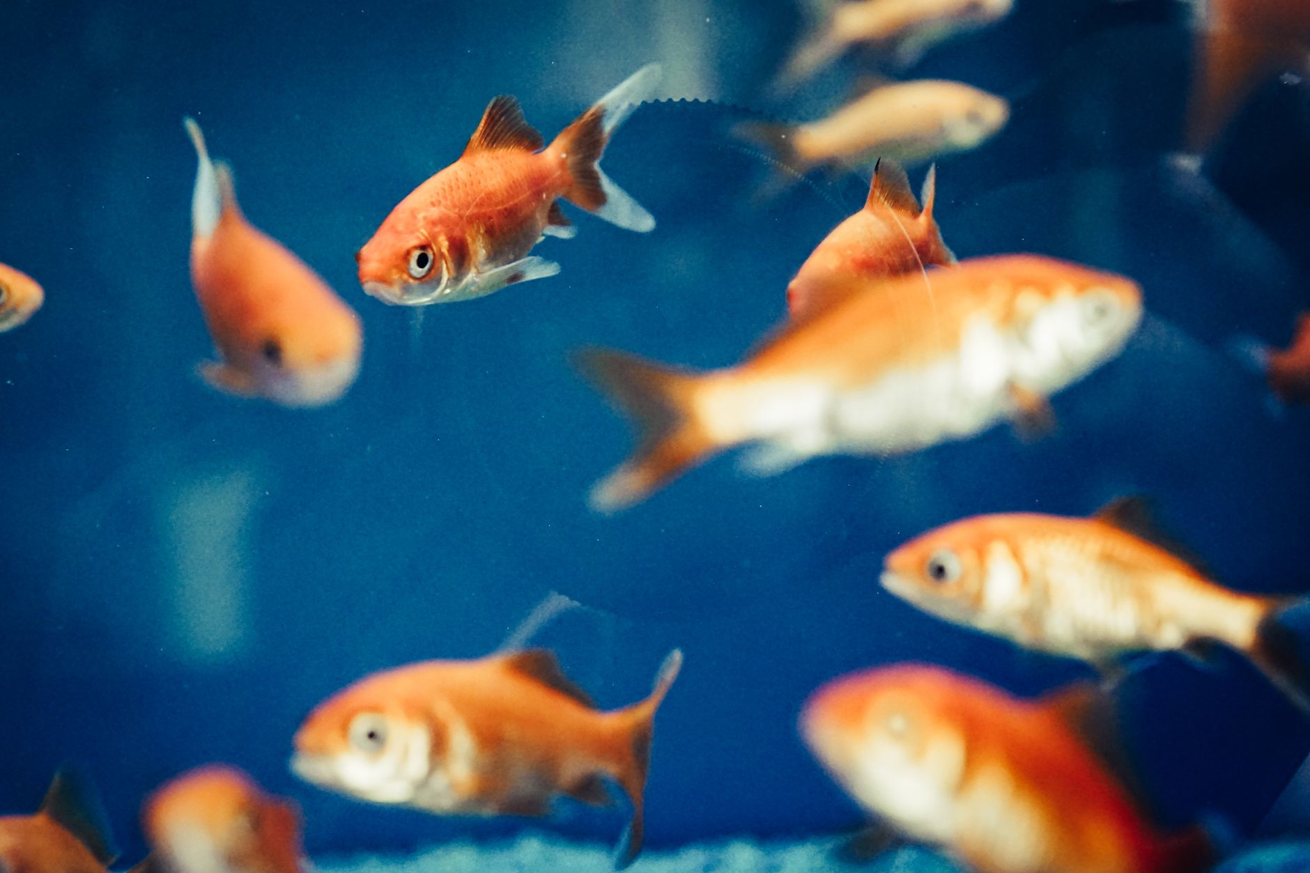 Sürü Balıkları: Tetra, Rasbora ve Danio