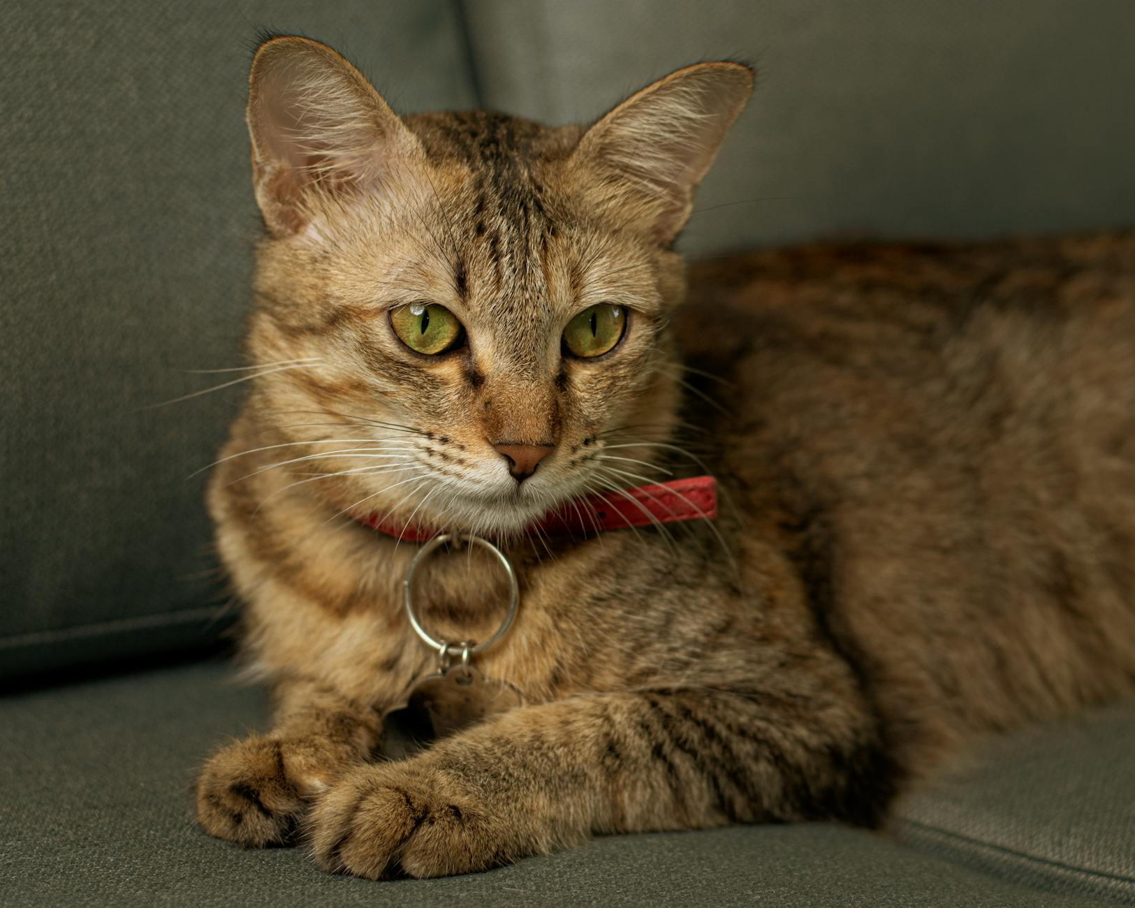 Tahılsız Kedi Maması: FDA DCM Tartışması ve Bilim