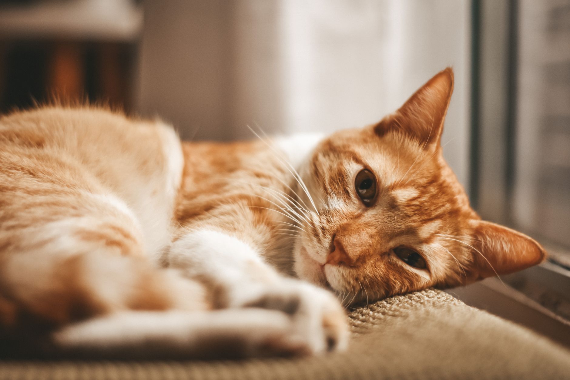 Tahılsız Kedi Maması: FDA DCM Tartışması ve Bilim